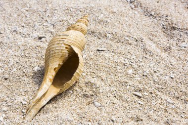 Deniz kabukları kumsalda izole edilmiş.