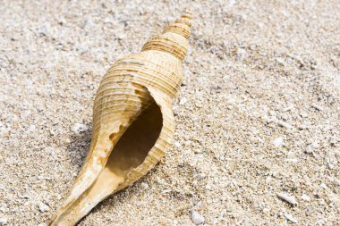 Deniz kabukları kumsalda izole edilmiş.