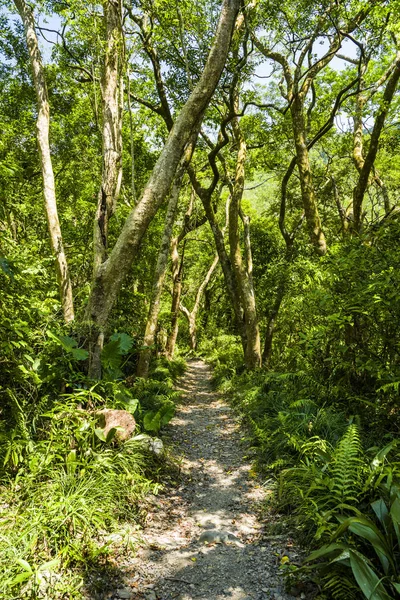 Caminho Floresta Verde — Fotografia de Stock