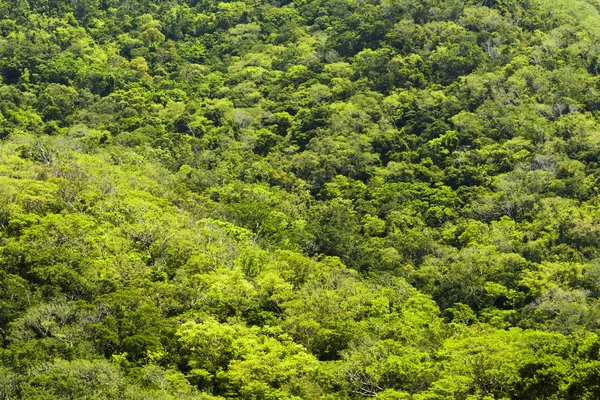 Zelené Hory Lesem Tchaj Wanu — Stock fotografie
