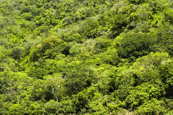 Montañas Verdes Con Bosque Taiwán —  Fotos de Stock