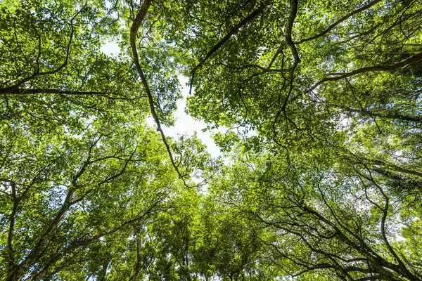 Árvores Verdes Parque Como Fundo — Fotografia de Stock
