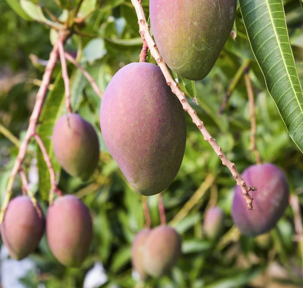Close-up of mango fruits on mango tree in Pingtung, Taiwan.