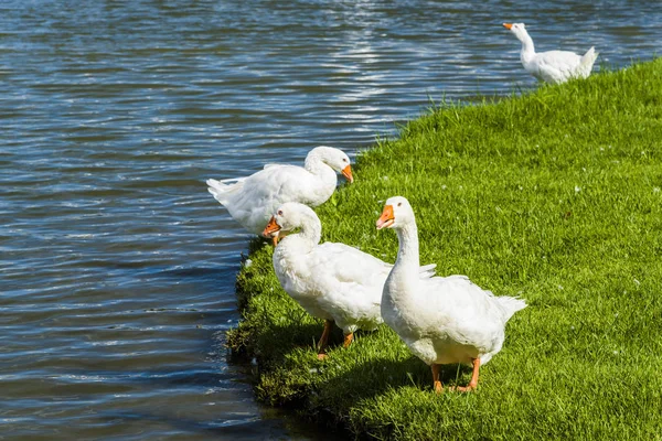 Oche Sulla Riva Del Lago Nel Parco Metropolitano Tainan Taiwan — Foto Stock