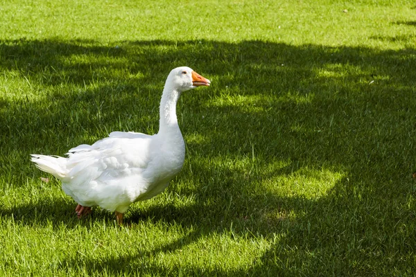 Goose Walking Grass — Stock Photo, Image