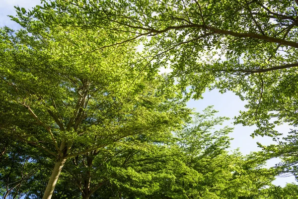 Vista Baixo Ângulo Árvores Verdes Com Fundo Azul Céu — Fotografia de Stock