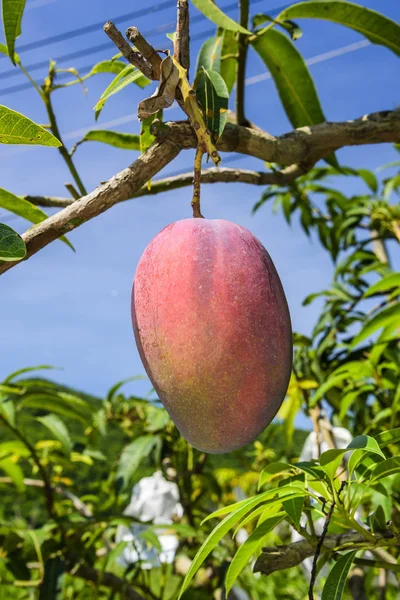 Close-up of mango fruits on mango tree in Pingtung, Taiwan.