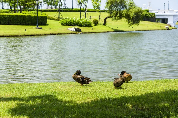 台南大都市公園の湖畔にある野生のアヒル — ストック写真