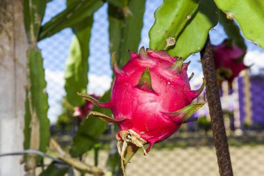 Olgun pitahaya meyvesi Tayvan 'daki pitahaya ağacında.