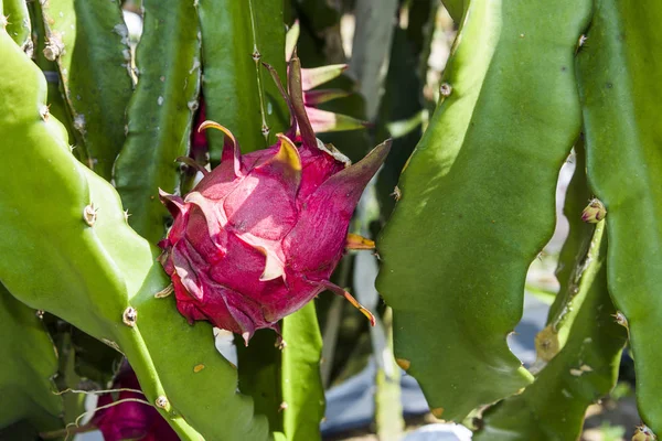 Ripe Pitahaya Fruit Pitahaya Tree Taiwan — Stock Photo, Image