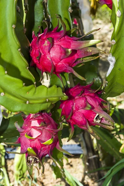 Ripe Pitahaya Fruit Pitahaya Tree Taiwan — Stock Photo, Image