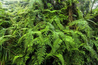 Tayvan ormanında doğal yeşil eğreltiotu.