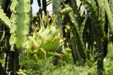 Meyve bahçesinde yetişen olgunlaşmamış pitahaya meyvelerinin yakın çekimi.