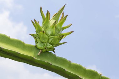 Meyve bahçesinde yetişen olgunlaşmamış pitahaya meyvelerinin yakın çekimi.