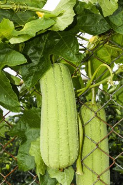 Tayvan bahçesinde yetişen lifin yakın çekimi..