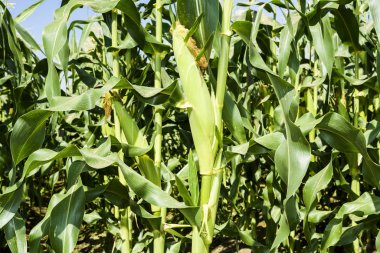 Tayvan mısır tarlasında mısır..