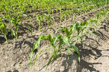 Bir tarım alanında organik taze mısır