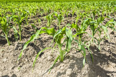Bir tarım alanında organik taze mısır