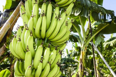 Tayvan 'da muz ağacında olgunlaşmış muz