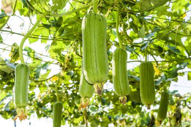 Tayvan bahçesindeki lif kabağı bitkisi, luffa silindiri..