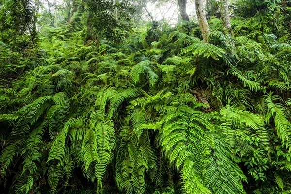 Natuurlijke Groene Varen Het Bos Van Taiwan — Stockfoto