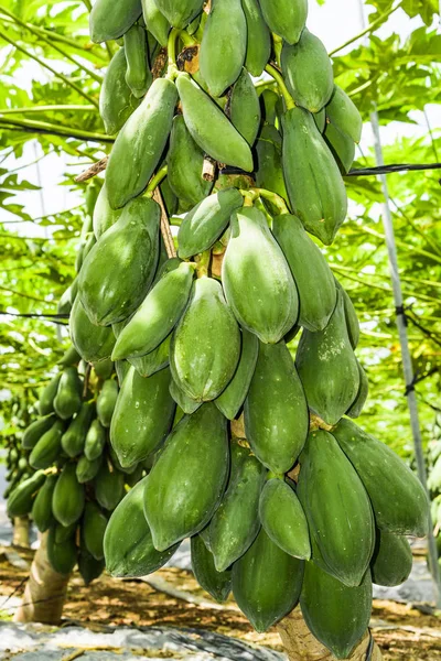 Groep Van Groene Papaya Boom Taiwan — Stockfoto