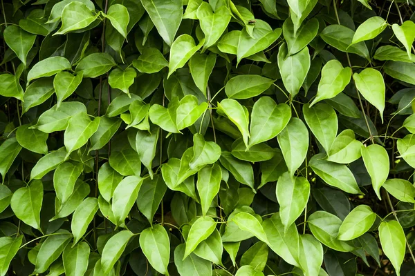 Зеленые Листья Стены Текстуры Фона — стоковое фото