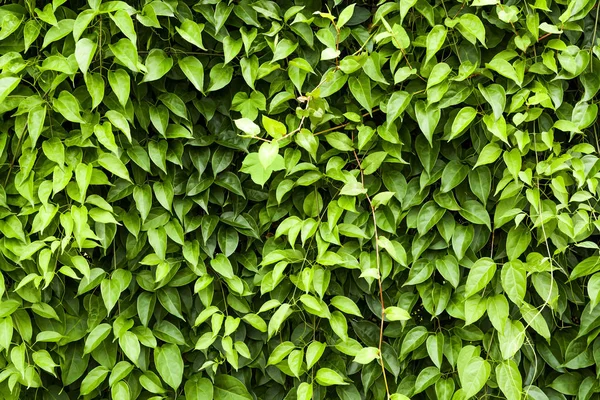 Green Leaves Wall Texture Background — Stock Photo, Image