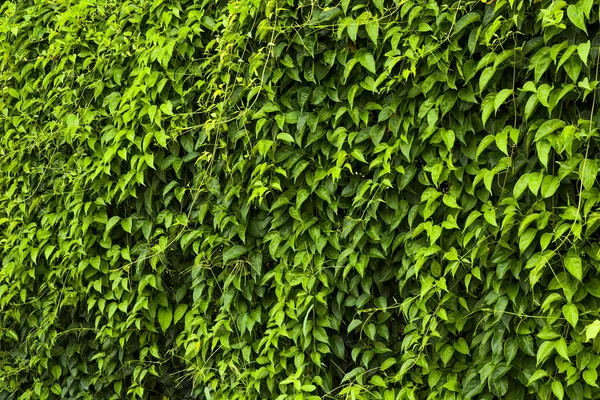 Зеленые Листья Стены Текстуры Фона — стоковое фото