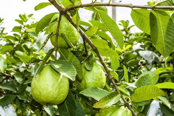 Tayvan 'daki ağaçta guava meyvesi.
