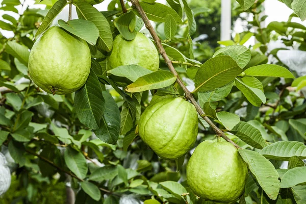 Tayvan 'daki ağaçta guava meyvesi.
