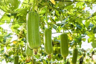 Tayvan bahçesindeki lif kabağı bitkisi, luffa silindiri..