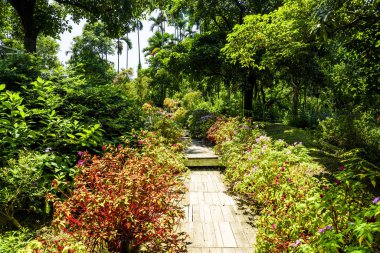 Güzel bahçedeki tahta yolun manzarası.
