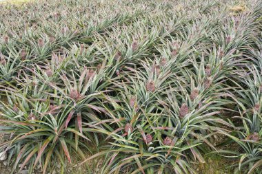 Tarlada yakın plan ananas Tayvan 'da çok popüler bir tropikal meyvedir..