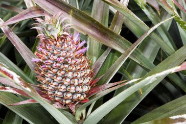 Tarlada ananas, Tayvan 'da tropikal meyve.