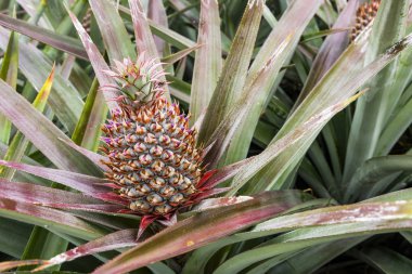 Tarlada yakın plan ananas Tayvan 'da çok popüler bir tropikal meyvedir..