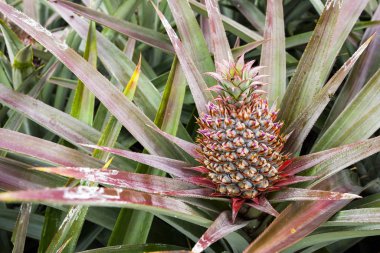 Tarlada ananas, Tayvan 'da tropikal meyve.