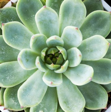 Arka plan olarak bahçedeki sulu bitkiler