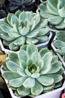 Arka plan olarak bahçedeki sulu bitkiler