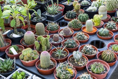 Saksıda açan kaktüsün yakın çekimi..