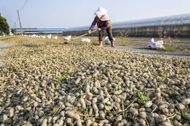 Çiftçi kuruması için yere taze fıstık serpiyor.