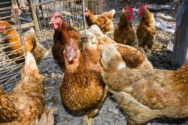 Geleneksel tavuk çiftliğinde tavuklar
