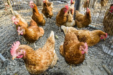 Geleneksel tavuk çiftliğinde tavuklar