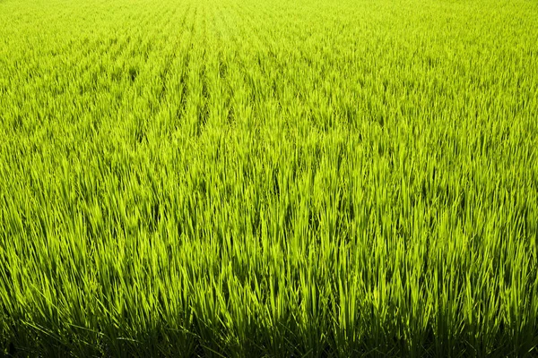 Ris Gröda Närbild Med Den Gröna Bakgrunden — Stockfoto
