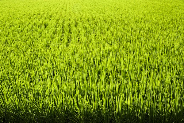 Cultivo Arroz Primer Plano Con Fondo Verde —  Fotos de Stock