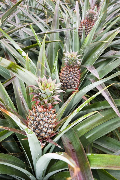 Frutti Dell Ananas Saranno Presto Raccolti Terreni Agricoli Taiwan — Foto Stock