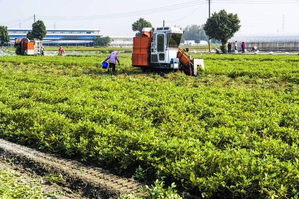 Traktorziehen Das Erdnüsse Erntet Kreis Yunlin Taiwan — Stockfoto