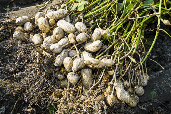 Pile of peanuts after dug out off the ground. in Yunlin County, Taiwan.