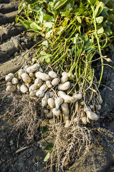 Pile of peanuts after dug out off the ground. in Yunlin County, Taiwan.