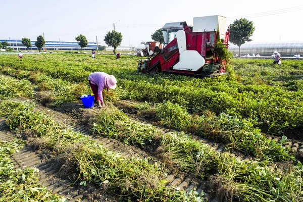 Yunlin County Tayvan Yer Fıstığı Hasat Eden Traktör Çekme — Stok fotoğraf